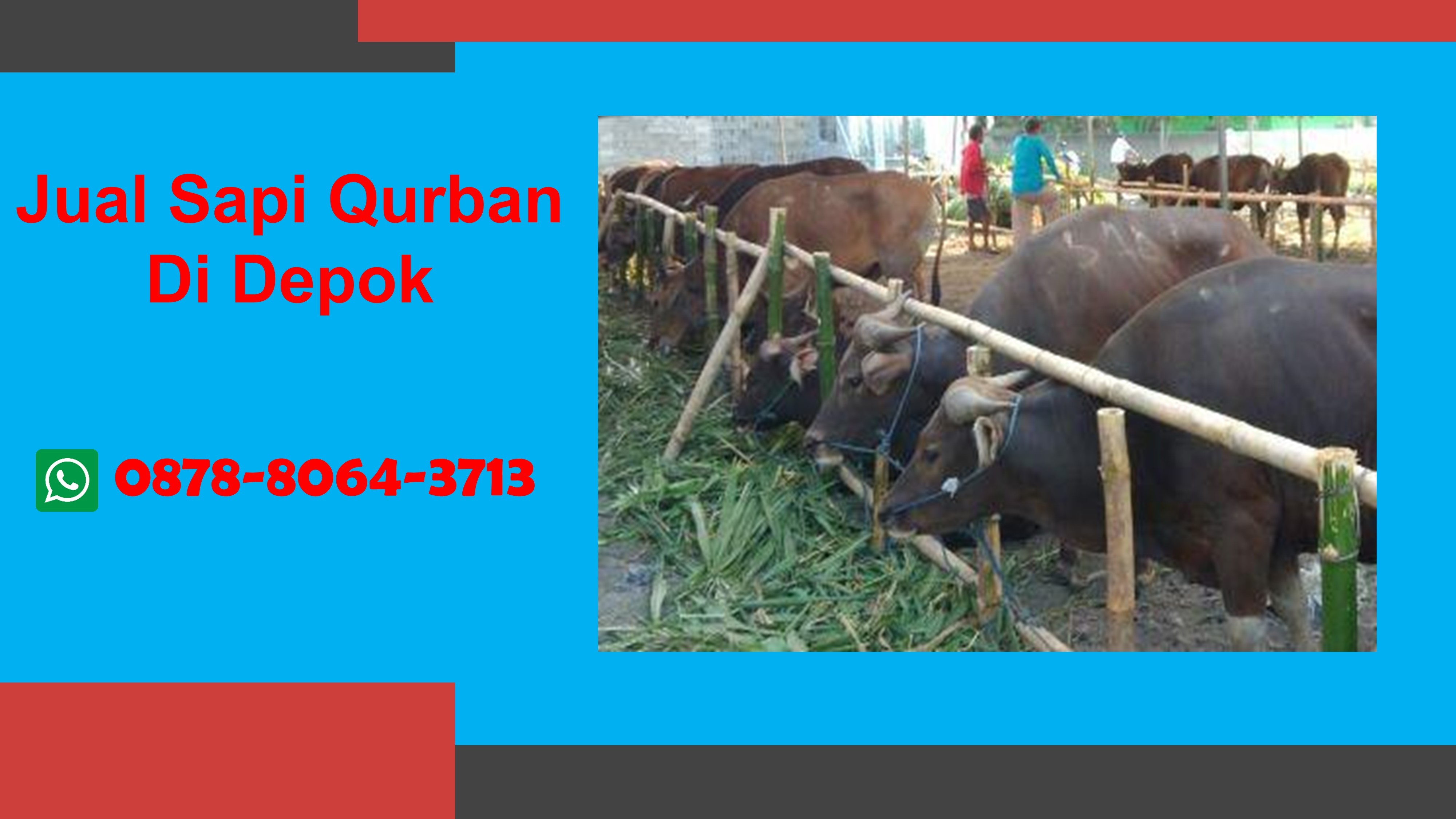 WA 0878-8064-3713, Kami adalah pedagang hewan qurban di Depok yang menyediakan Jual Sapi Qurban Duren Mekar Depok, Jual Sapi Qurban Duren Seribu Depok, Jual Sapi Qurban Pondok Petir Depok, Jual Sapi Qurban Depok, 
Segera Hubungi Kami untuk mendapatkan hewan quban berkualitas dan pelayanan terbaik TELP/WA 0878-8064-3713